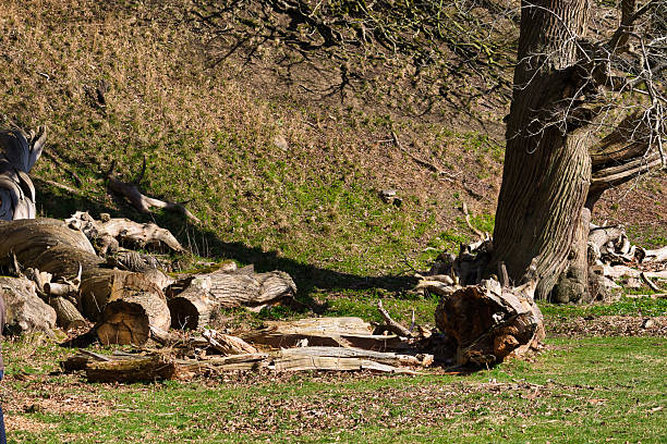 This is a nature background of an uprooted tree in Great Smoky Mountains National Park along the Deep Creek area in North Carolina.