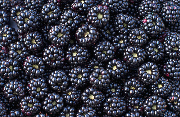 istock Ripe blackberries form a dark, dense and textured layer, a rich deep blue color with the back of the berries visible, creating an attractive visual image 2214489426