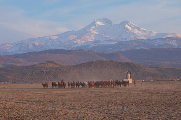 Kayseri wild horses and Mount Erciyes