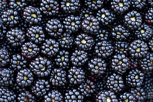 istock Ripe blackberries form dark, dense and textured layer, rich deep blue color with the back of berries visible, creating an attractive visual image 2214490416