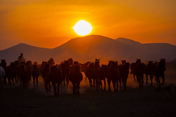 istock Kayseri wild horses and Mount Erciyes 2214491011