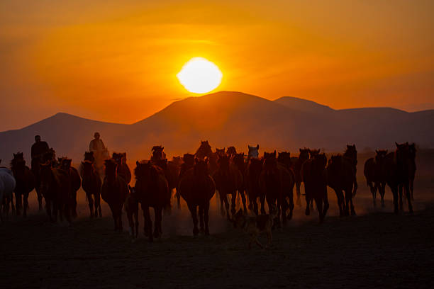 istock Kayseri wild horses and Mount Erciyes 2214491095