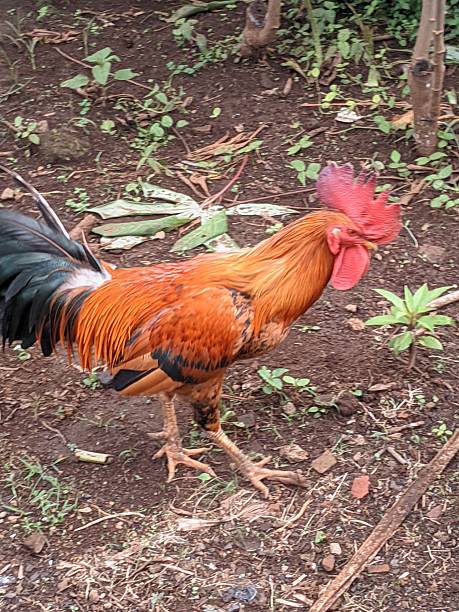 istock rooster looking for food 2214492338