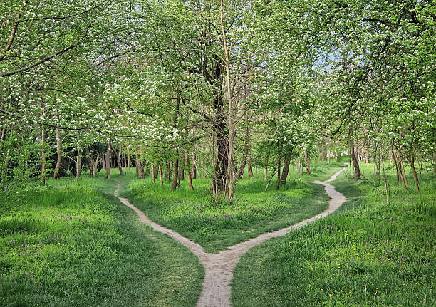istock Split footpath in the forest, choosing the right way concept. Idyllic spring rural landscape with two distinct dirt trails in the nature leading unknown destinations. Forked path and decision making 2214492596