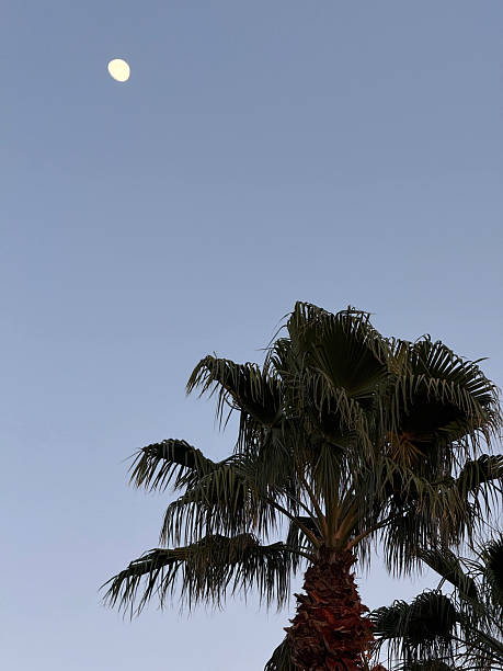 istock Waxing moon in Texas twilight 2214492715