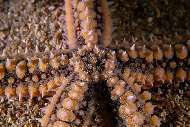 istock Marthasterias glacialis in impressive underwater landscape close-up 2214492719