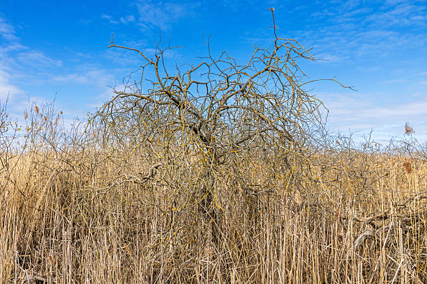This image presents a lone young tree standing amid a vast expanse of dry grass in the early days of spring at Kalvebod Commons / Kalvebod Fælled close to the center of Copenhagen. Its delicate branches reach upward, adorned with the first hints of budding leaves, symbolizing renewal and resilience. The surrounding grass, still golden and brittle from winter's dormancy, contrasts beautifully with the subtle green hues emerging from the tree. Soft sunlight bathes the landscape, enhancing the tranquil and transitional atmosphere of the season. This composition evokes themes of growth, solitude, and the quiet beauty of nature’s cycles.
