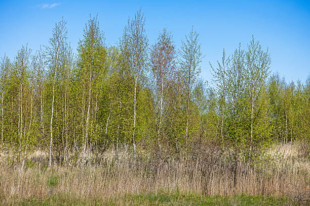 This refreshing image showcases a cluster of birch trees adorned with delicate, bright green leaves, signaling the arrival of early spring. Their characteristic white bark, marked with dark patterns, contrasts beautifully with the vibrant foliage, creating a stunning natural display. Sunlight filters through the young leaves, casting a soft glow on the forest floor, which remains sparse but begins to show signs of awakening vegetation. The scene evokes renewal and tranquility, highlighting nature's seasonal transformation as the birch trees embrace the warmth of spring. The picture is taken at Kalvebod Commons / Kalvebod Fælled close to the center of Copenhagen.