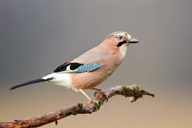 istock Eurasian jay (Garrulus glandarius) close up 2214493651