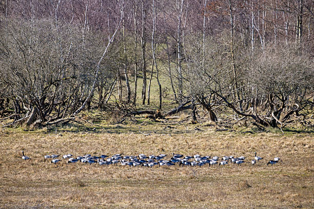This serene image captures a large flock of Barnacle Geese (Branta leucopsis) resting together in a peaceful natural setting. Their striking black-and-white plumage contrasts beautifully against the surrounding landscape, emphasizing their distinctive markings. As migratory birds, these geese take a moment to recuperate before continuing their long journey between Arctic breeding grounds and temperate wintering areas. The scene reflects the harmony of seasonal movement, showcasing the resilience and unity of these remarkable travelers. The picture is taken at Amager close to the Copenhagen Airport where the geese spend the winter every year