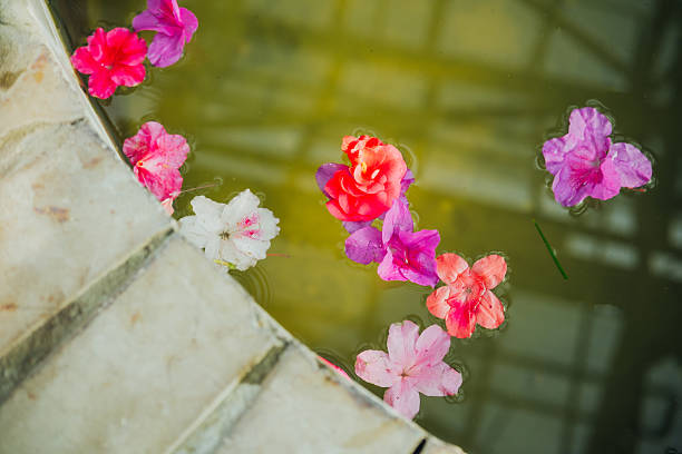 Beautiful and symmetrical reflection of azalea flowers on a pond (from late spring to early summer).