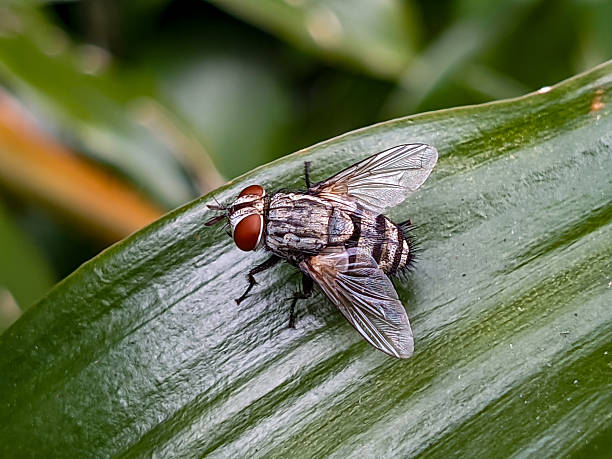 black flies living on the leaves