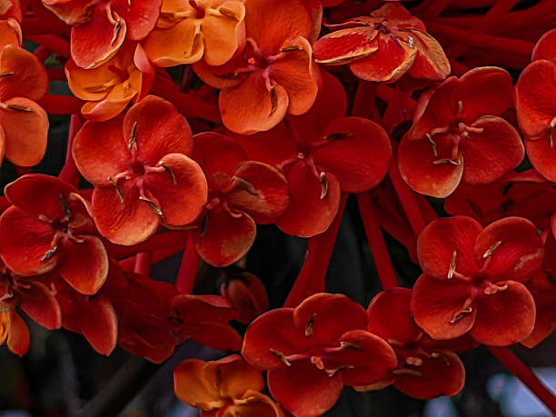 close up ixora chinensis flower background