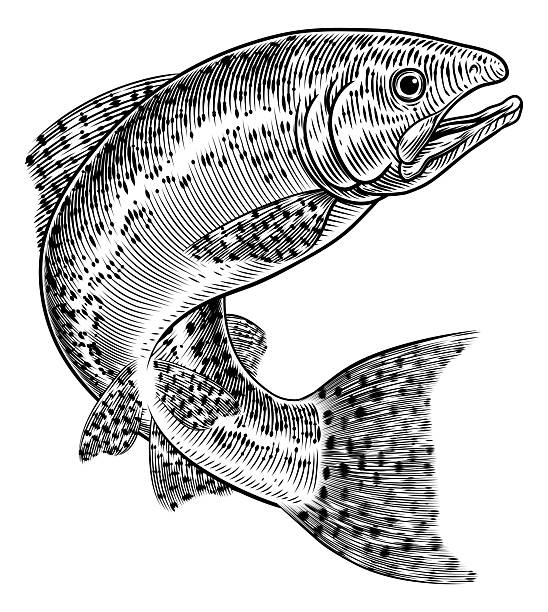 A salmon fish in a vintage antique etched woodcut style, fishing concept.