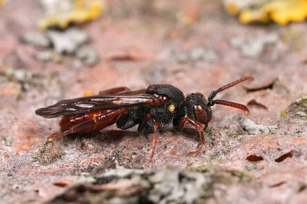 istock Closeup on a Yellow-shouldered Nomad bee, Nomada ferruginata 2214497834