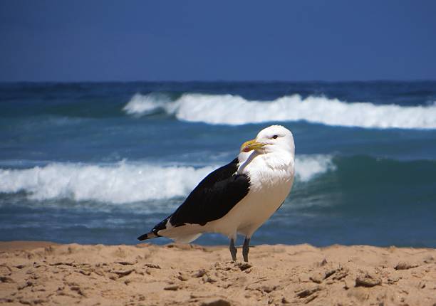 close-up of a cape gull on a sandy beach against ocean waves