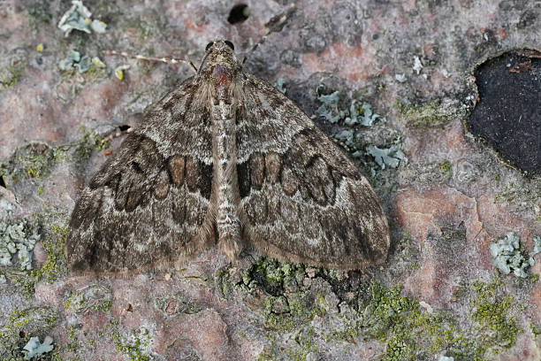 istock Closeup on a Spruce Carpet moth, Thera britannica with open wings 2214497868