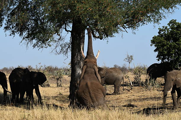istock Elephants Grazing Under Trees in a Dry Savannah Landscape 2214499331