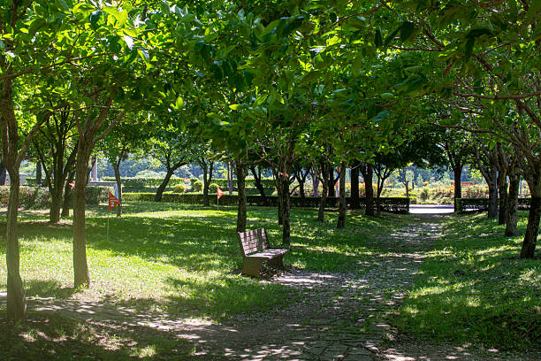 istock Green Urban Park with Tree-Lined Walkway 2214499574