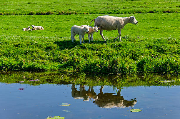 Sheep drinking water
