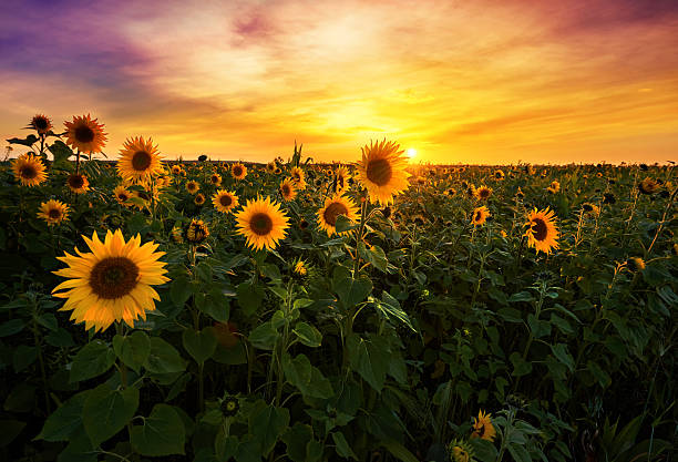 istock Beautiful sunset over sunflower field 2214500030