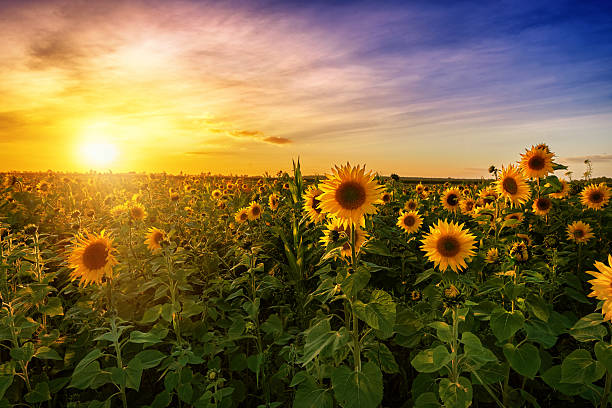 istock Beautiful sunset over sunflower field 2214500031