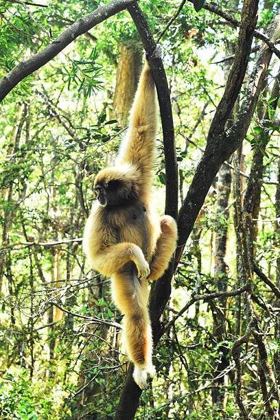 istock a golden-furred gibbon on tree branches in sunlit forest 2214500321