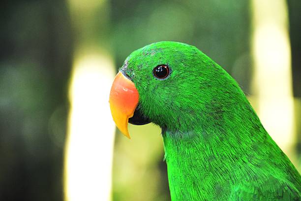 istock vibrant green parrot with orange beak in nature background 2214500439