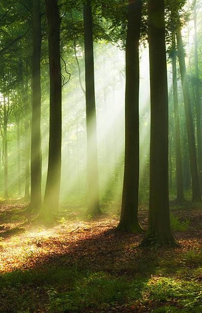istock Beautiful morning in the forest 2214500458