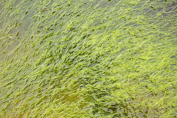 The green algae spreading on the waterside filled with moisture quietly assert their presence. Their fresh green color brings peace to the surrounding scenery and emits the brilliance of life. It is a scene that makes you feel the strength of algae living quietly in the humid environment.