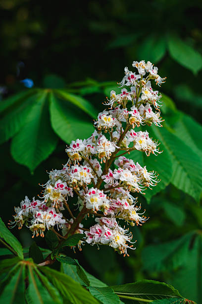 istock Blooming white flowers of chestnut tree 2214509497