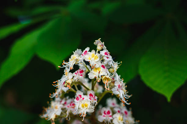 Blooming white flowers of chestnut tree
