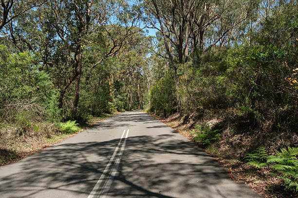 istock Empty treelined country road 2214509796