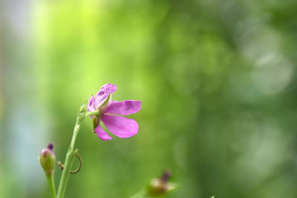 Talinum paniculatum pink flower and herbal blooming from branch in garden