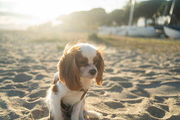 istock A cute Cavalier King Charles Spaniel puppy sitting on a sandy beach during sunset. The soft sunlight creates a warm and peaceful atmosphere, perfect for themes of leisure, pets, and nature. 2214514074