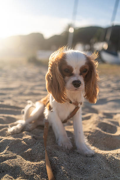 istock A cute Cavalier King Charles Spaniel puppy sitting on a sandy beach during sunset. The soft sunlight creates a warm and peaceful atmosphere, perfect for themes of leisure, pets, and nature. 2214514082