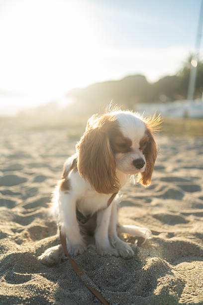 istock A cute Cavalier King Charles Spaniel puppy sitting on a sandy beach during sunset. The soft sunlight creates a warm and peaceful atmosphere, perfect for themes of leisure, pets, and nature. 2214514095