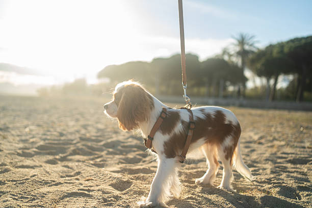 A cute Cavalier King Charles Spaniel puppy sitting on a sandy beach during sunset. The soft sunlight creates a warm and peaceful atmosphere, perfect for themes of leisure, pets, and nature.