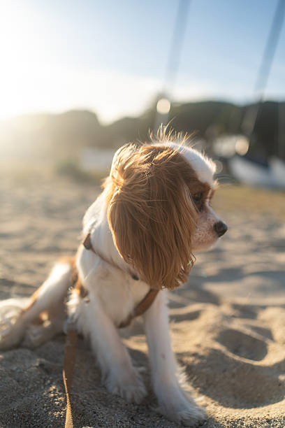 istock A cute Cavalier King Charles Spaniel puppy sitting on a sandy beach during sunset. The soft sunlight creates a warm and peaceful atmosphere, perfect for themes of leisure, pets, and nature. 2214514120