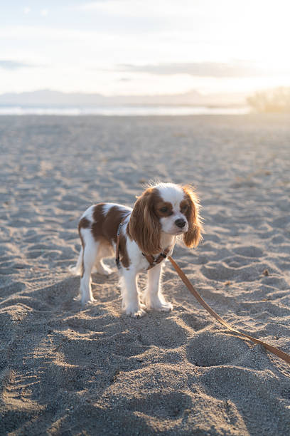 istock A cute Cavalier King Charles Spaniel puppy sitting on a sandy beach during sunset. The soft sunlight creates a warm and peaceful atmosphere, perfect for themes of leisure, pets, and nature. 2214514124