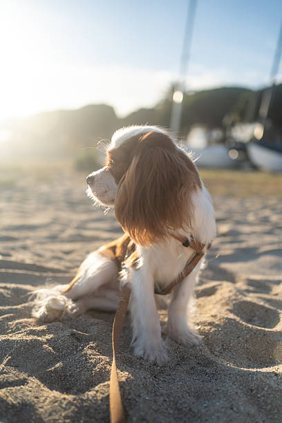 istock A cute Cavalier King Charles Spaniel puppy sitting on a sandy beach during sunset. The soft sunlight creates a warm and peaceful atmosphere, perfect for themes of leisure, pets, and nature. 2214514126
