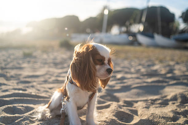 istock A cute Cavalier King Charles Spaniel puppy sitting on a sandy beach during sunset. The soft sunlight creates a warm and peaceful atmosphere, perfect for themes of leisure, pets, and nature. 2214514132