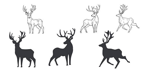 Deer hand drawn black white outline vector set illustration. Woodland animals reindeer with antlers monochrome sketch for winter and Christmas designs. Wild doe stag silhouette for seasonal cards.