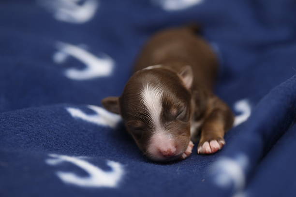 istock The puppy is curled up and he is very relaxed 2214514932