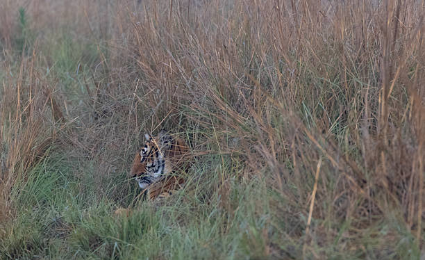 istock Tiger at jim corbett 2214515080