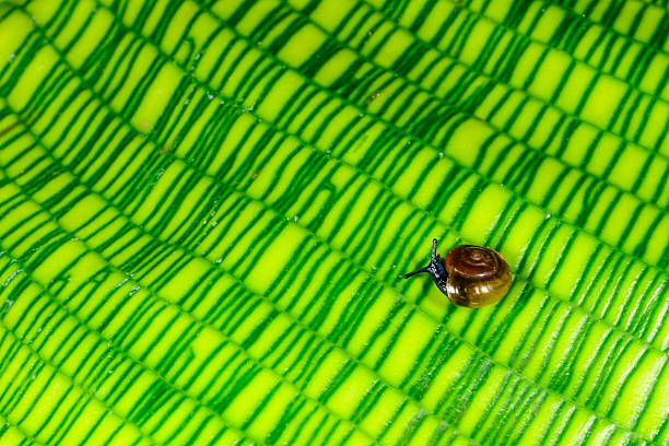 Oxychilus translucidus (Stylommatophora, Zonitidae) - small mollusk with a transparent yellow shell on a green leaf of a plant