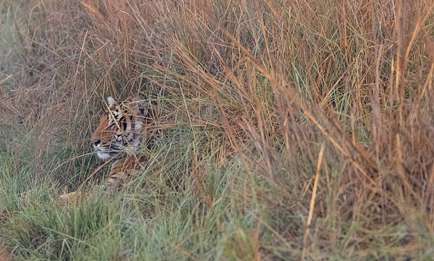 istock Tiger at jim corbett 2214516960