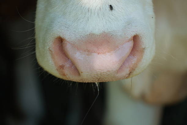 A close up of a cow's nose with a white patch on it. The cow's nose is slightly crooked and has a small bump on it