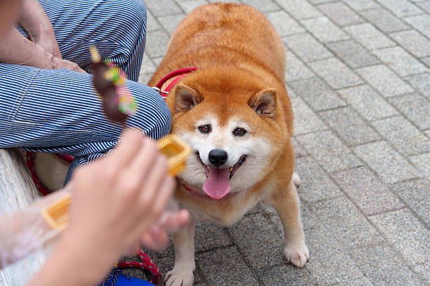 Qute Shibainu