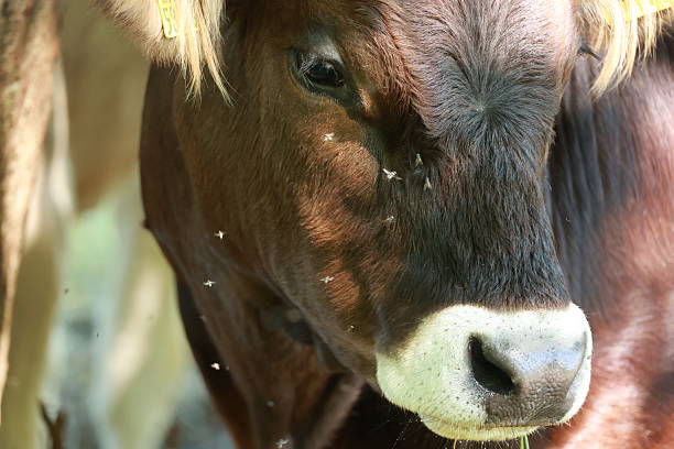 A cow with a white nose and brown face is eating grass. The cow has a yellow tag on its ear